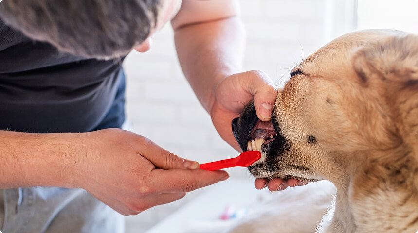 хозяин чистит зубы собаке